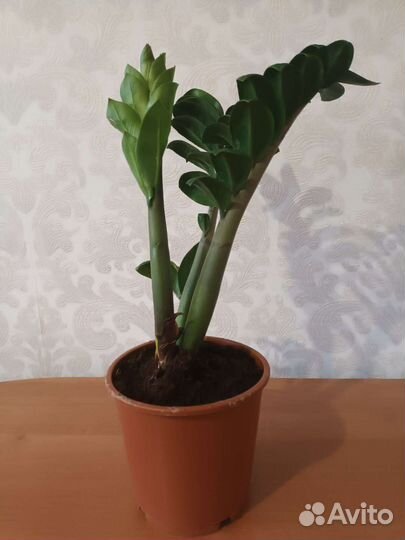 Замиокулькас жук. Замиокулькас черный