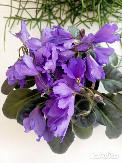 Фиалка Senk’s Big Bells