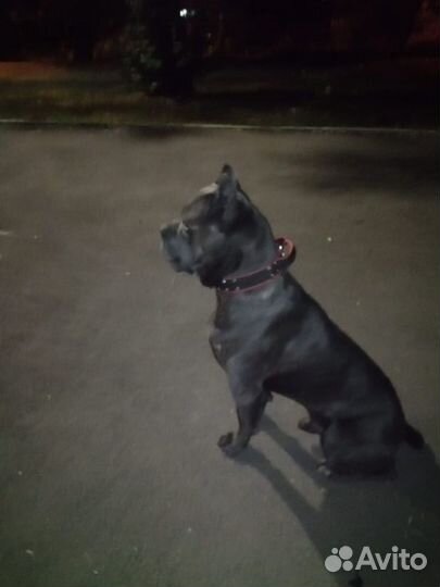 Кане Корсо - вязка