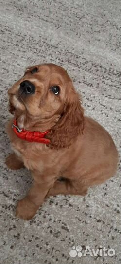 Кокер спаниель