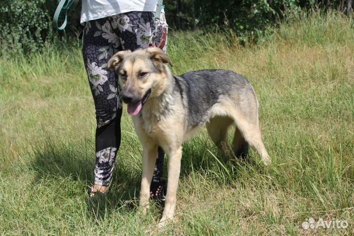Собака в добрые руки отдам бесплатно