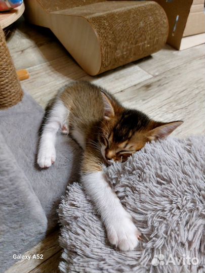 Котёнок