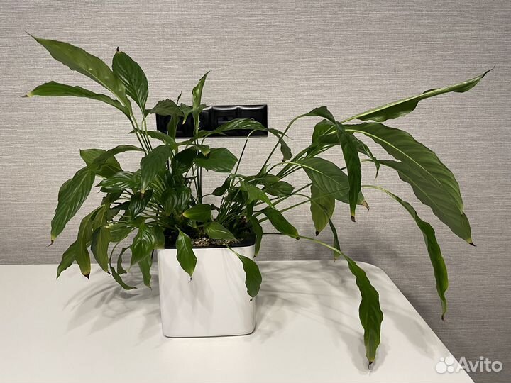 Спатифиллум в кашпо Lechuza Cube Glossy