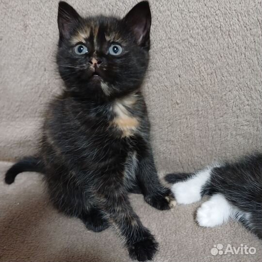 Котенок, трехцветная девочка