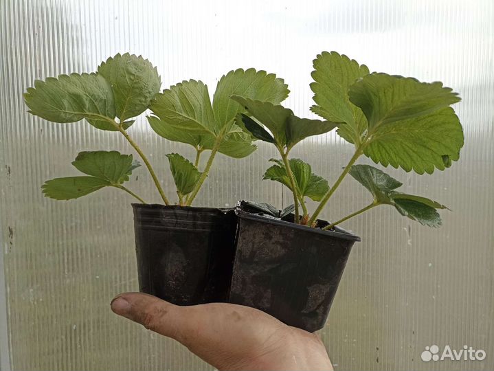 Клубника Мальвина, Альба, Азия, Клери, Хоней