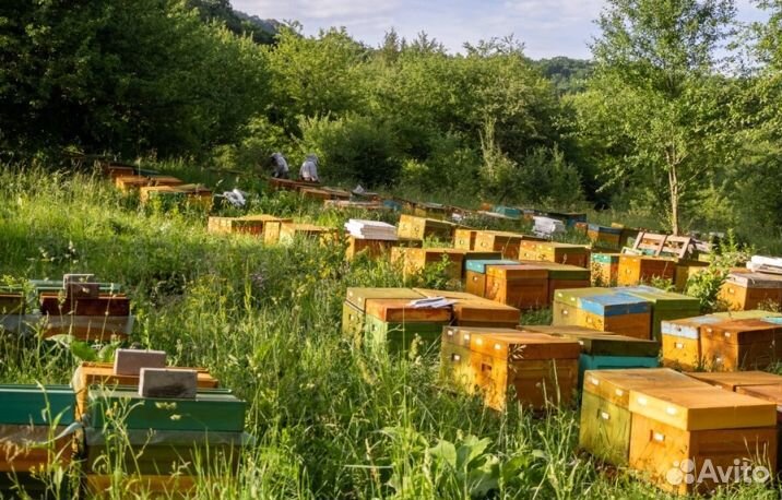 Мёд из Алтая оптом