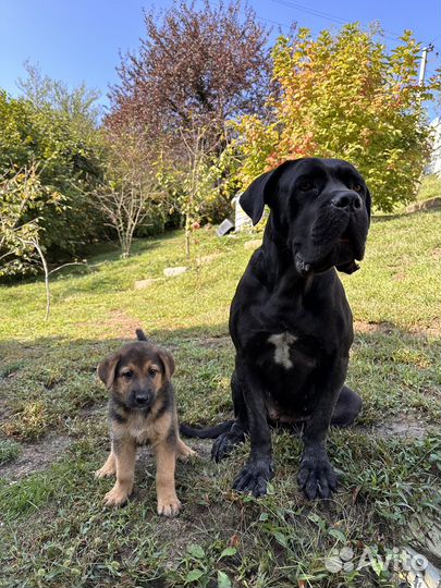 Щенки в добрые руки