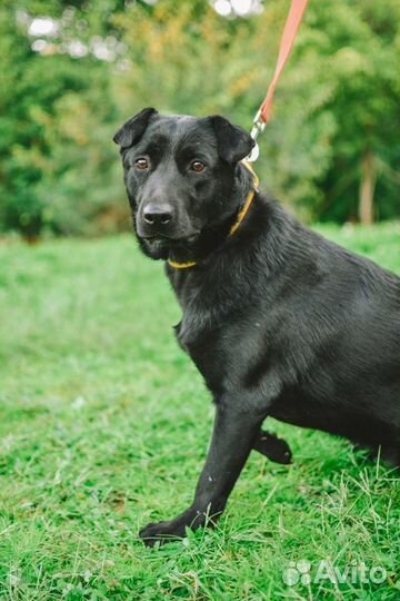 Собака в добрые руки