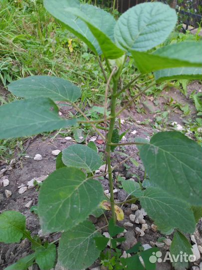 Гортензия древовидная