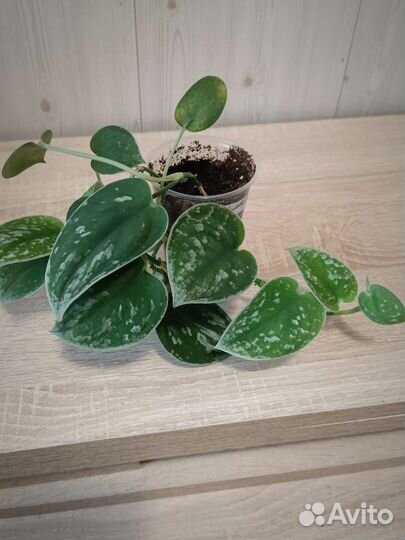 Сциндапсус Силвер Энн