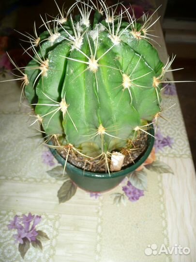 Крупные цветы (кактусы, денежное дерево и алоэ)