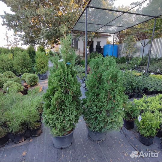 Туя западная Холмструп