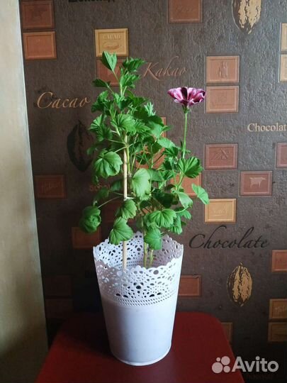 Пеларгония герань