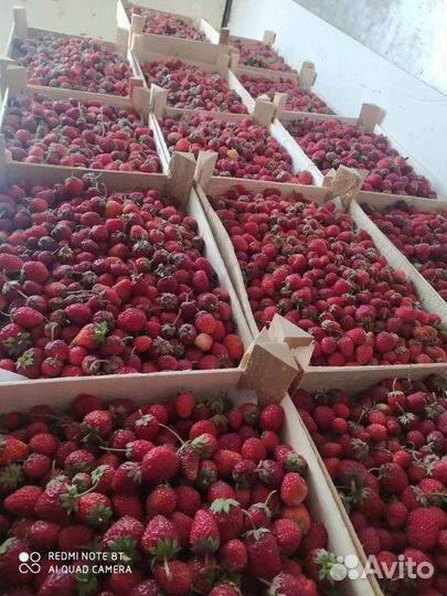 Бесплатная доставка