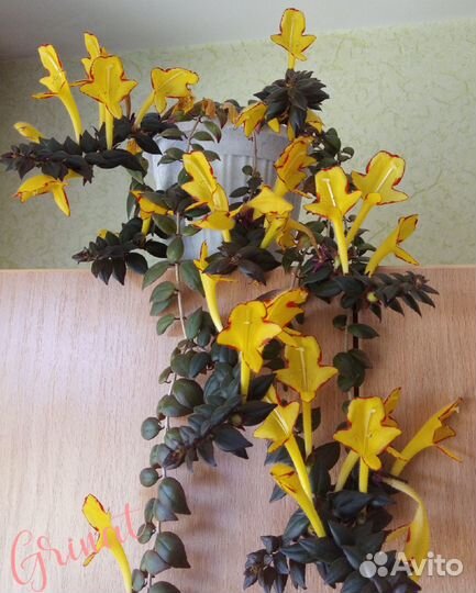 Комнатные растения (укорененные черенки)