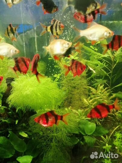 Аквариумные рыбки и растения