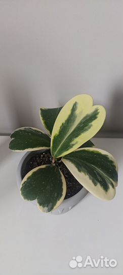 Хойя Керри Альбомаргината