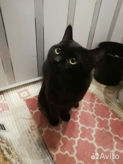 Черный котенок в добрые руки