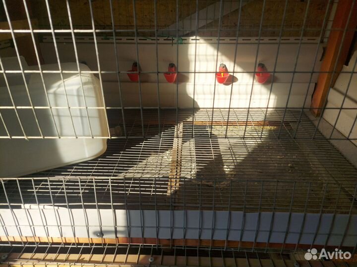 Клетки для бройлеров и перепелок