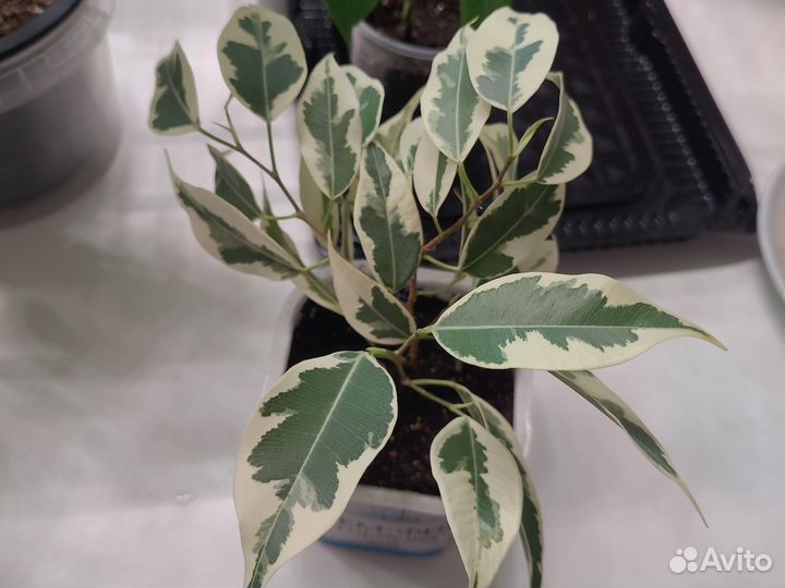 Фикус твилайт