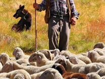 Нужен пастух в ферму от 25т до 50т