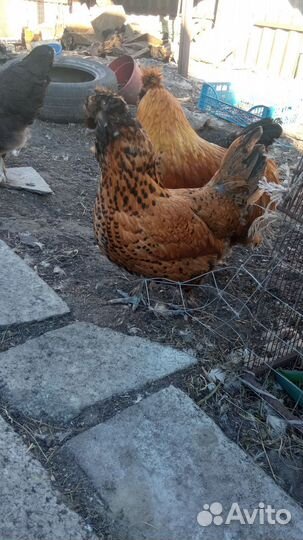 Павловское золото