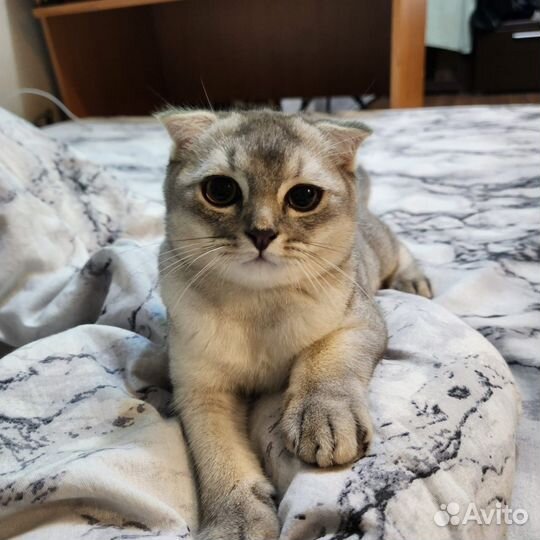 Шотланец (вислоуха) вязка