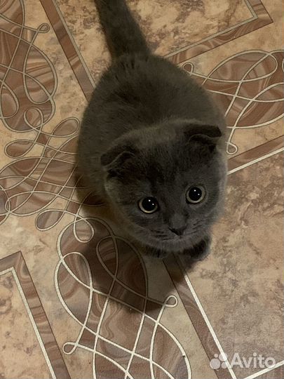 Шотландская вислоухая кошка бесплатно