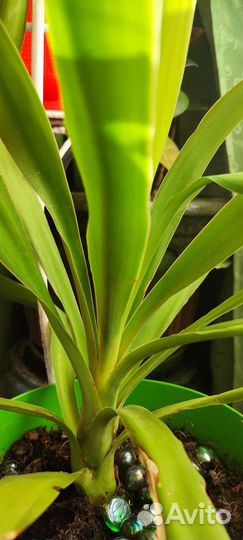 Домашние цветы. Юкка, сансевьера, алое