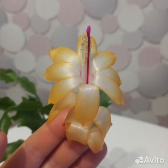 Декабрист шлюмбергера (фото от 19.04)