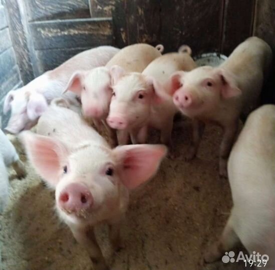 С. Х. Животные