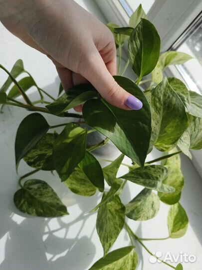 Продам эпипренум