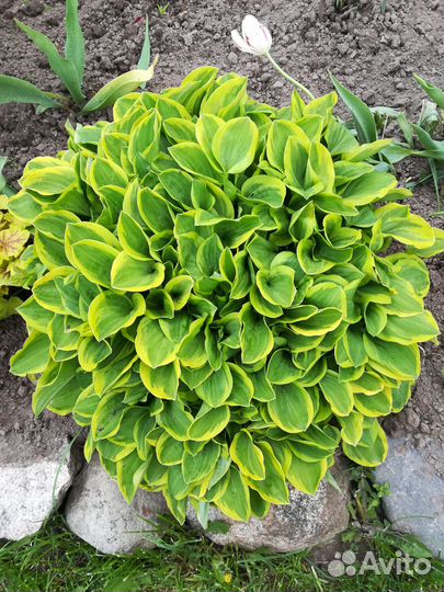 Саженцы хосты