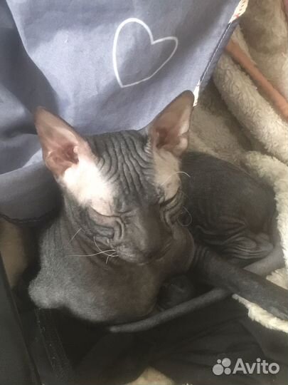Вязка кошек сфинкс