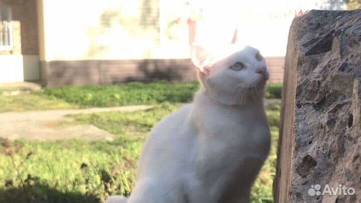 Котик