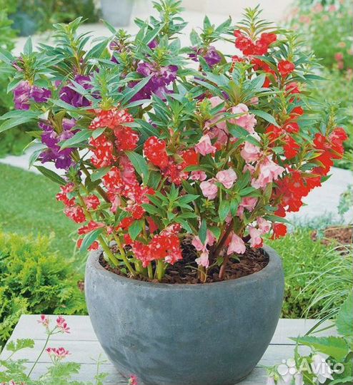 Бальзамин Экзотик 0,2 гр