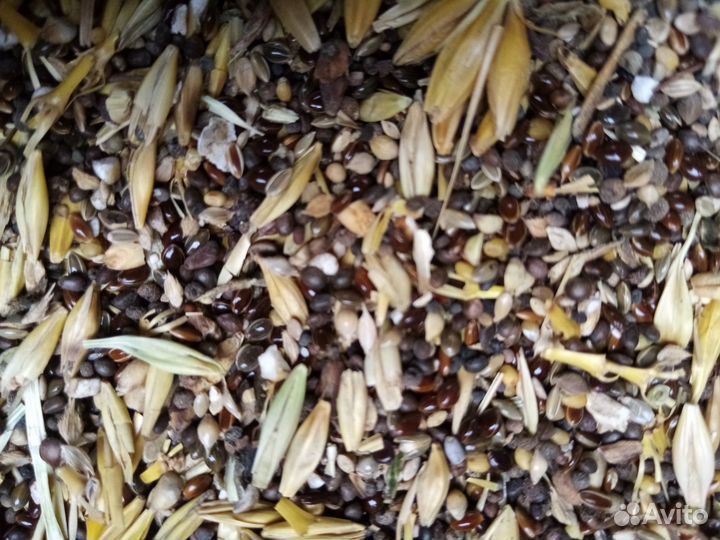 Ячмень, Рапс35 протеина, Зерно смесь