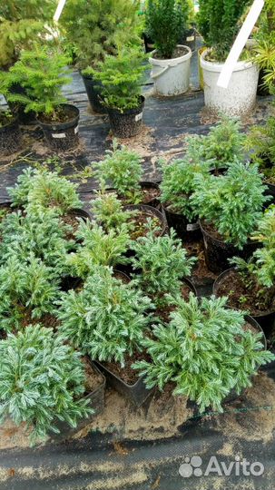 Кипарисовик, сосна, ель, лиственица, пихта