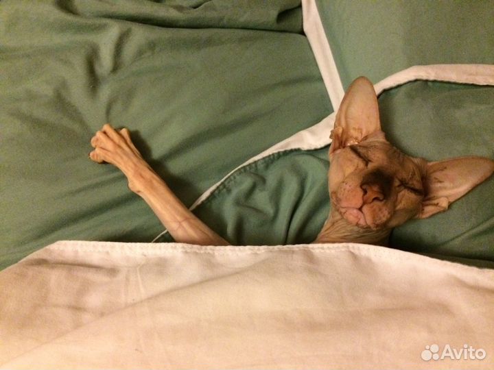 Зооняня в домашних условиях