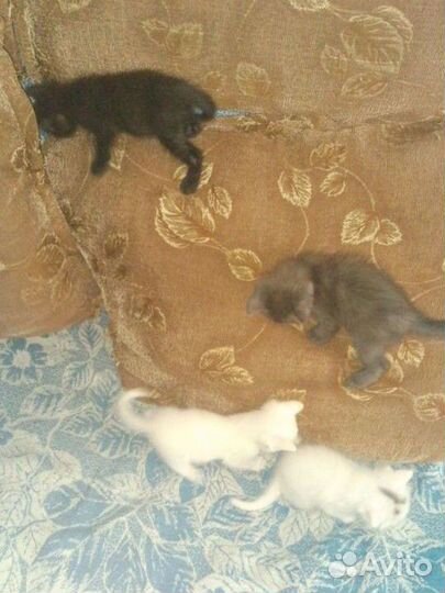Котята в добрые руки