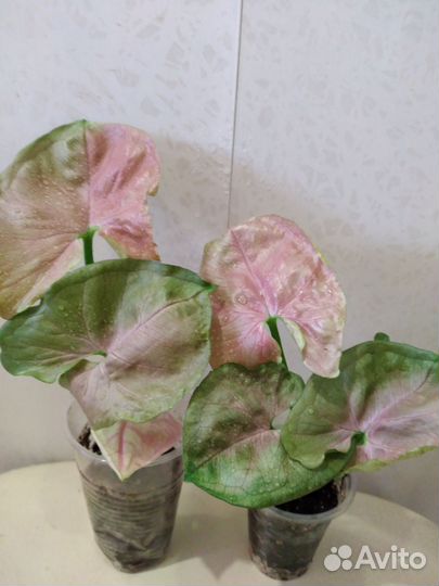 Сингониумы