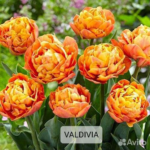 Луковицы тюльпанов