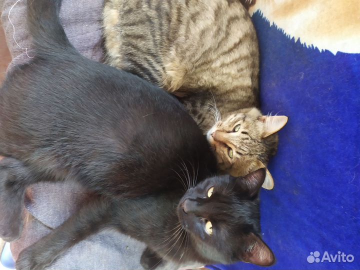 Кошка в дар бесплатно