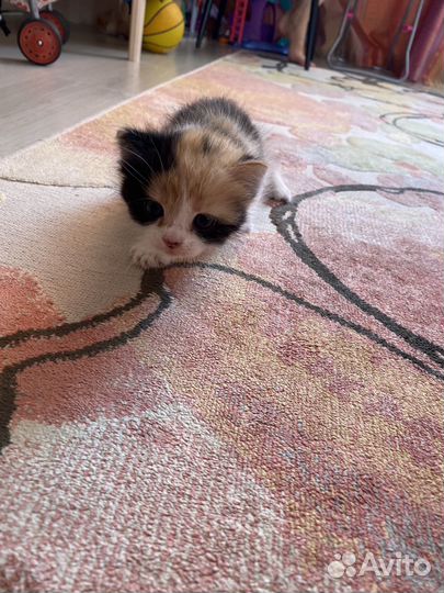 Котята в добрые руки девочка