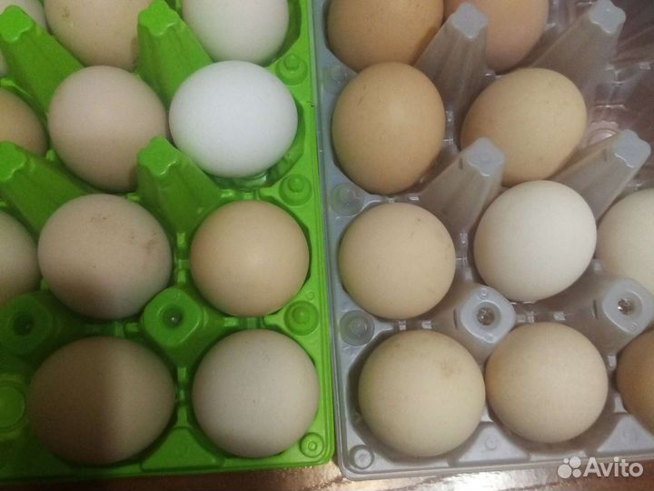 Инкубационное яйцо несушки и суточные цыплята