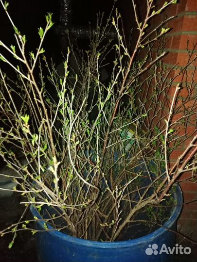 Саженцы вишни