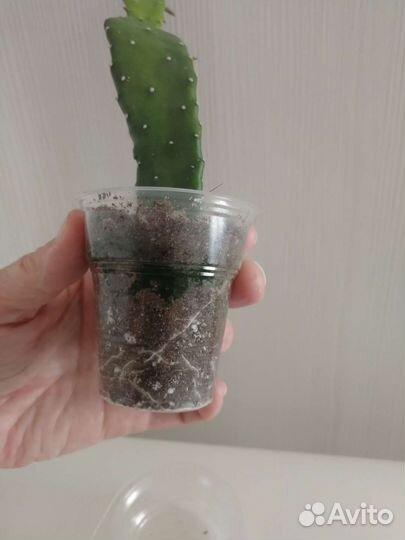 Кактус опунция 