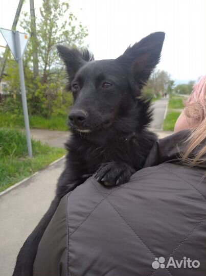 Ищет дом щенок не крупной Собаки Алиса