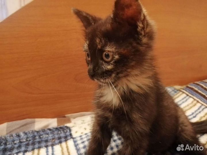 Девчушка в добрые руки. Стерилизация в подарок