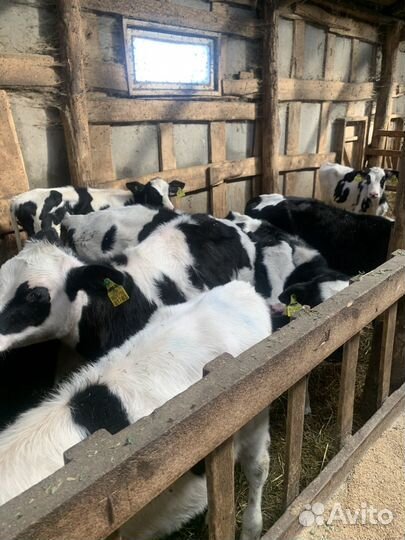 Телята бычки